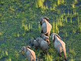 Africa 038 : Aerial View, Africa, Animal, Botswana, Delta, Elephant, Landscape, Mammal, Mombo, Okavango, Travel